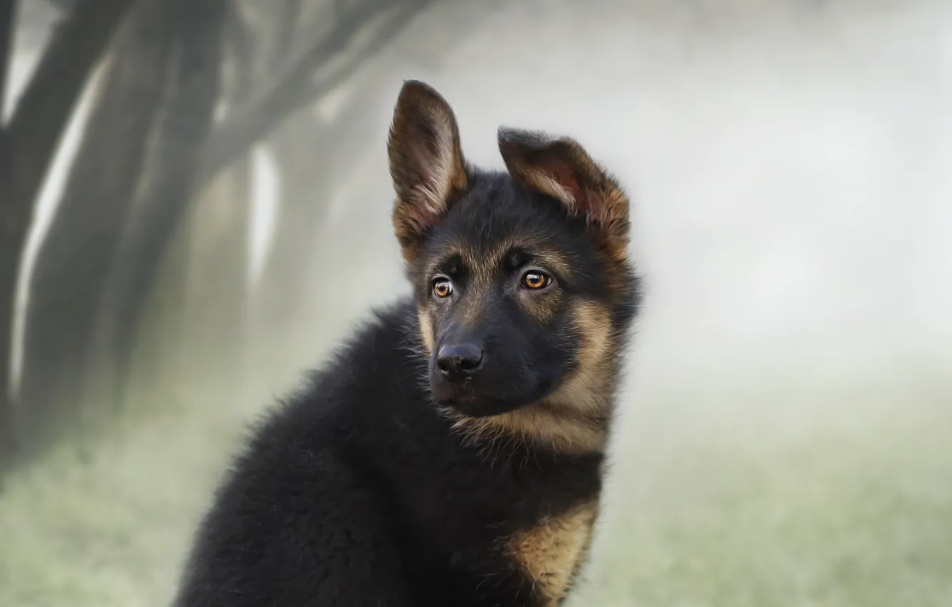 Photo wallpaper look, each, puppy, German shepherd