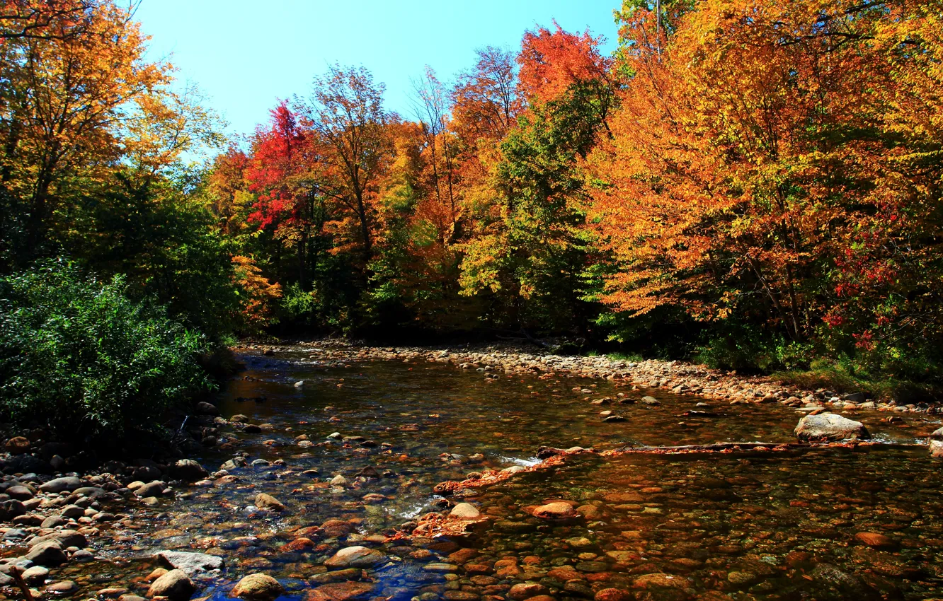 Photo wallpaper forest, Autumn, Stones, Fall, River, autumn, Colors, River