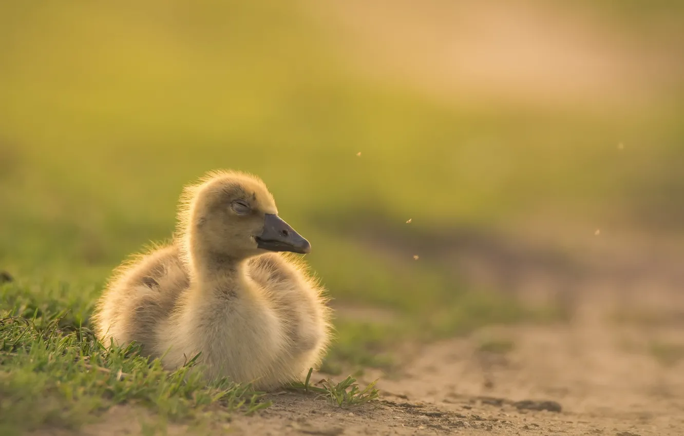 Photo wallpaper nature, bird, the goslings