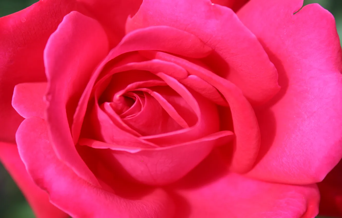 Photo wallpaper flower, macro, pink, holiday, rose