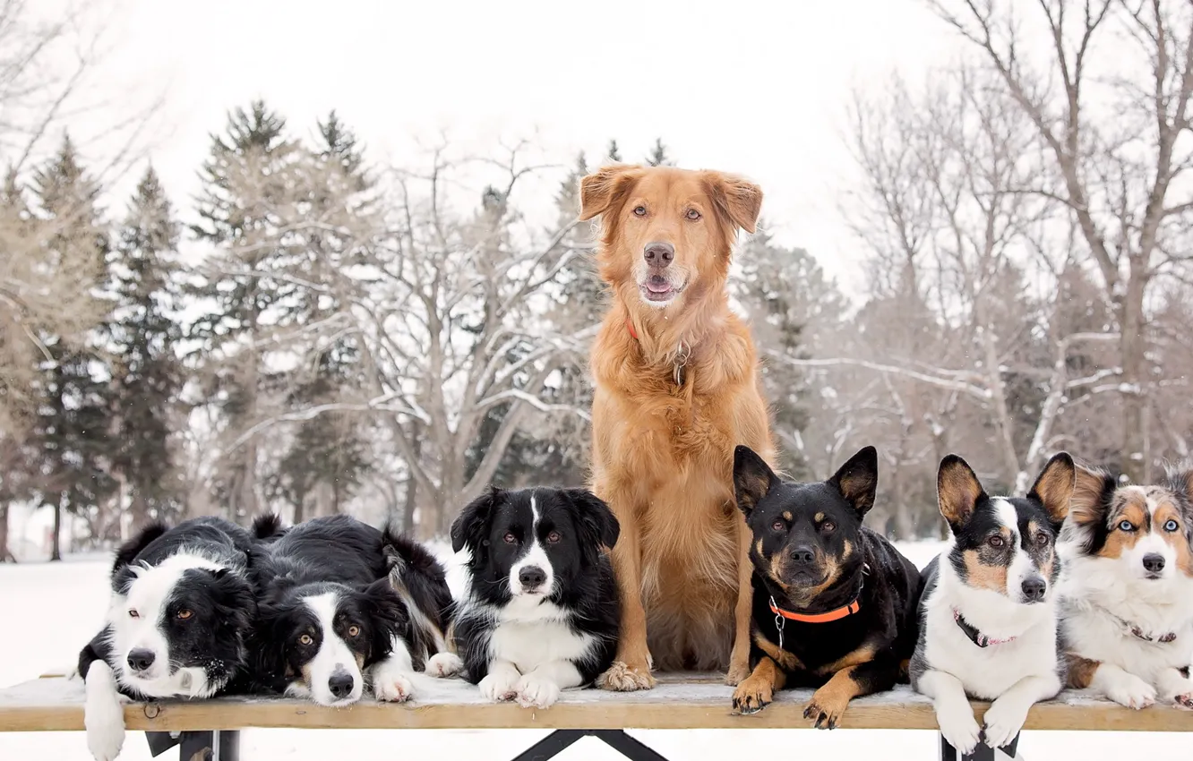 Photo wallpaper nature, dog, a lot