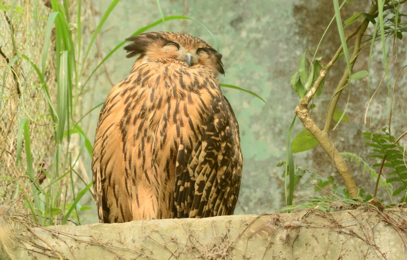 Photo wallpaper owl, bird, sleeping