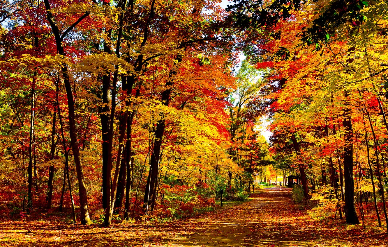 Photo wallpaper autumn, foliage, Wisconsin, USA, Park vlak mills