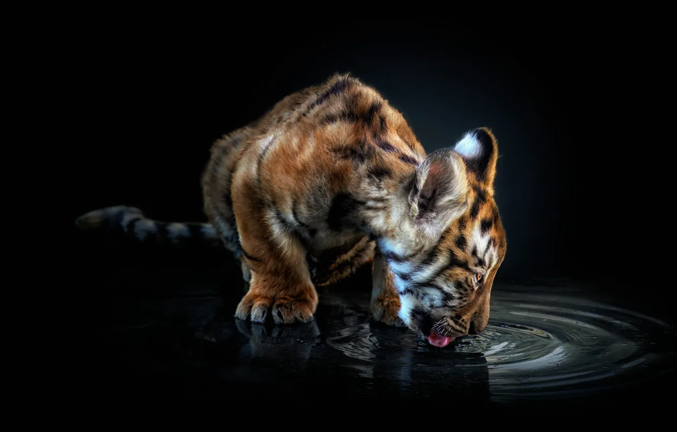 Photo wallpaper language, water, tiger, pose, baby, black background, drink, tiger