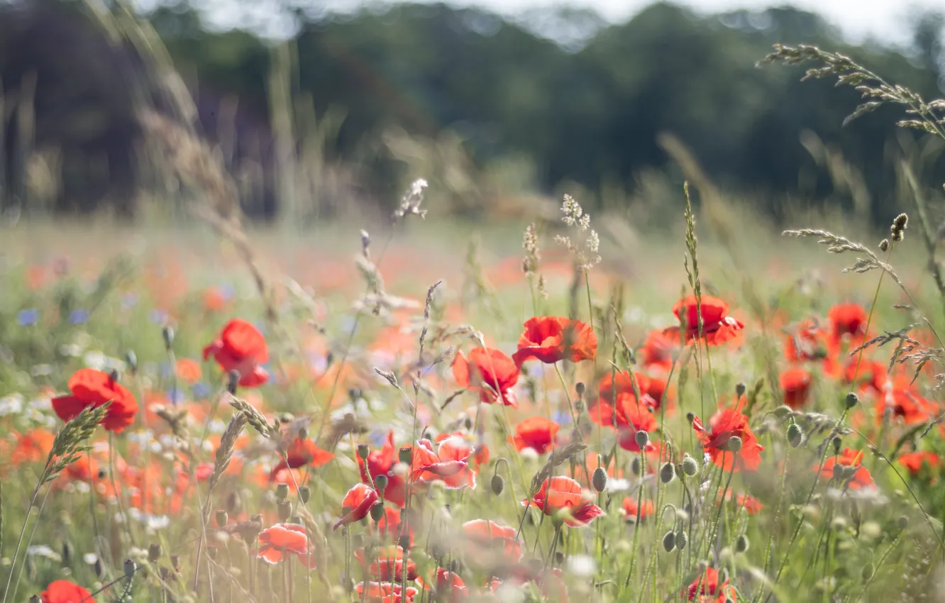 Photo wallpaper red, flowers, glade, bokeh, Maki, meadow, poppy field