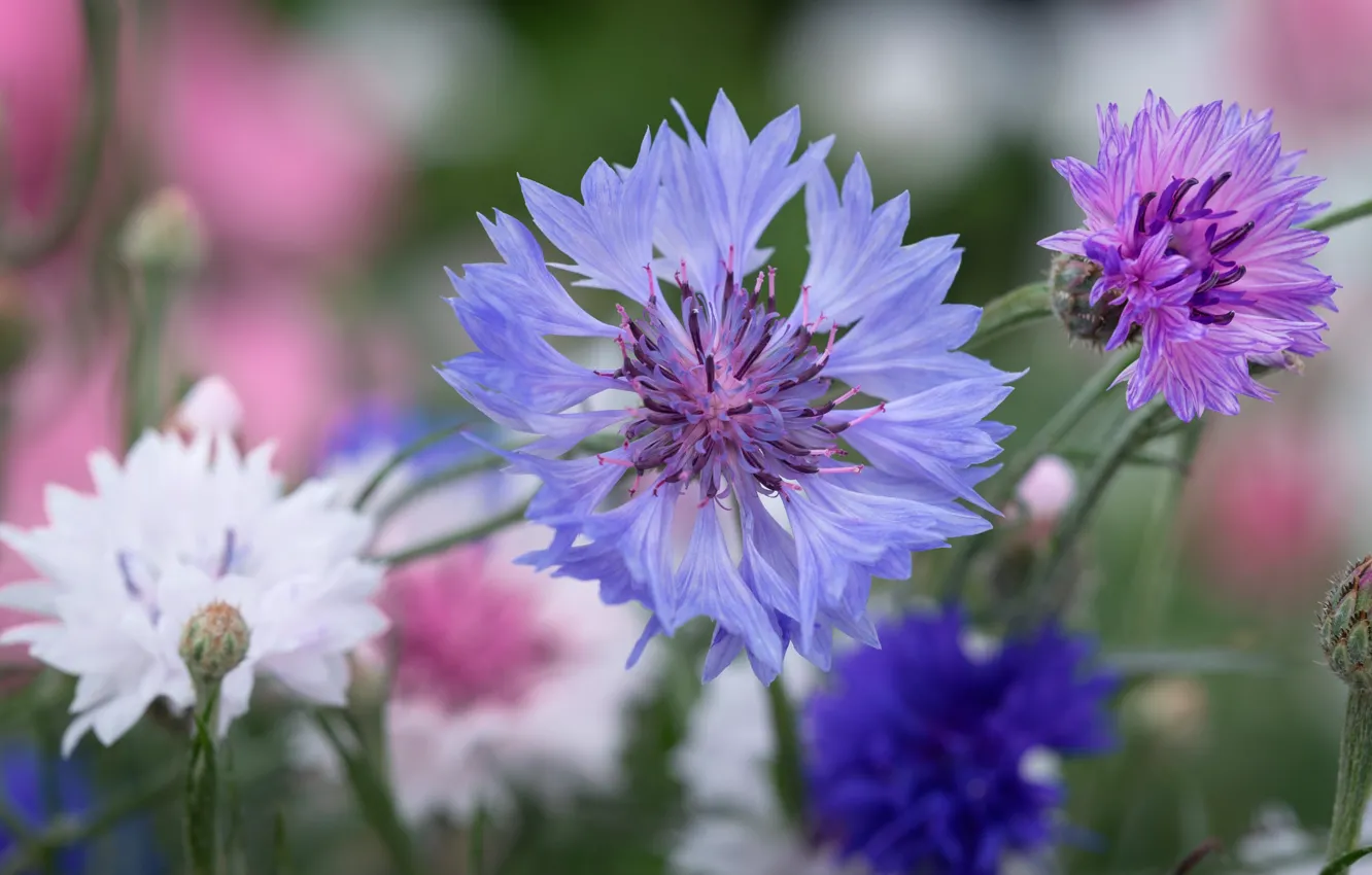 Photo wallpaper flowers, macro, blue, cornflower, cornflowers, lilac