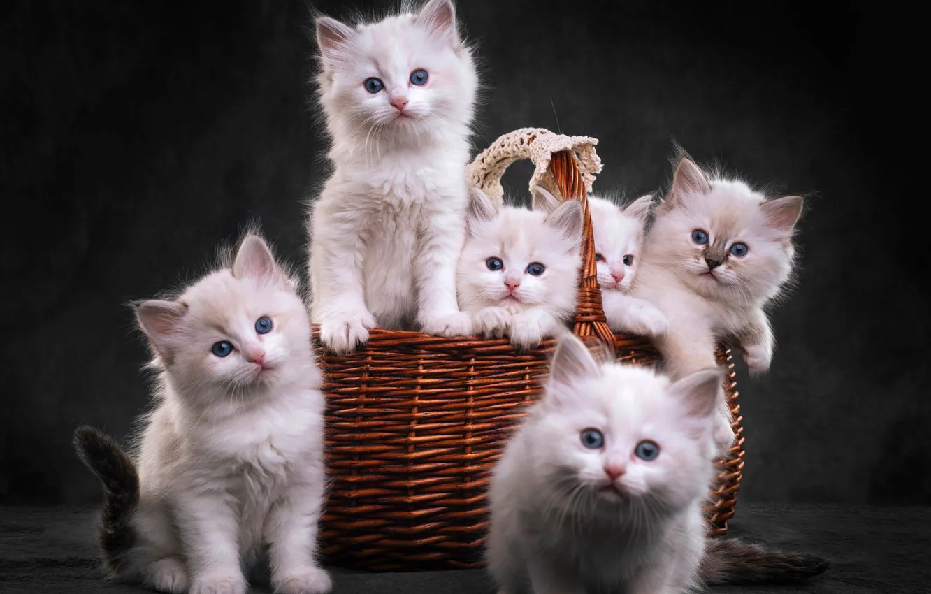 Photo wallpaper look, the dark background, basket, white, kitty, company, basket, cutie