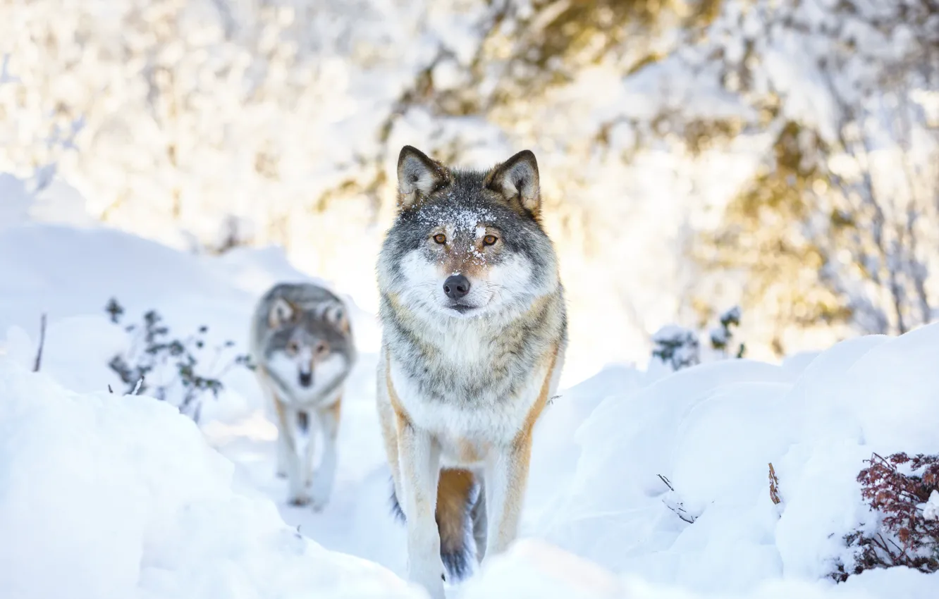 Photo wallpaper winter, snow, two, wolf