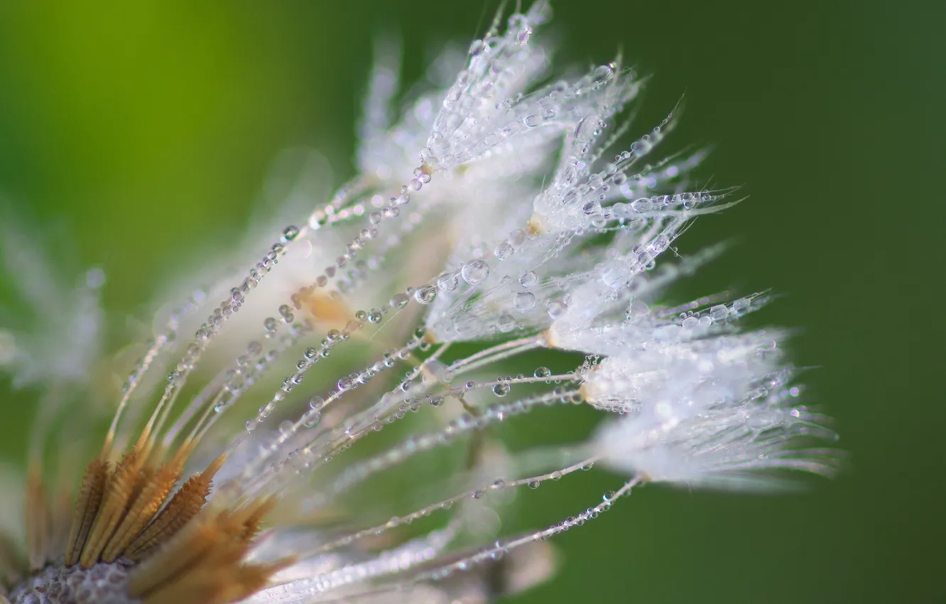 Photo wallpaper macro, flowers, mood, dandelion, unusual, water drops