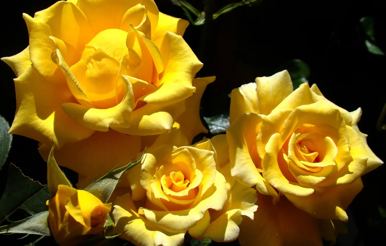 Photo wallpaper leaves, the sun, light, flowers, yellow, roses, petals, bright