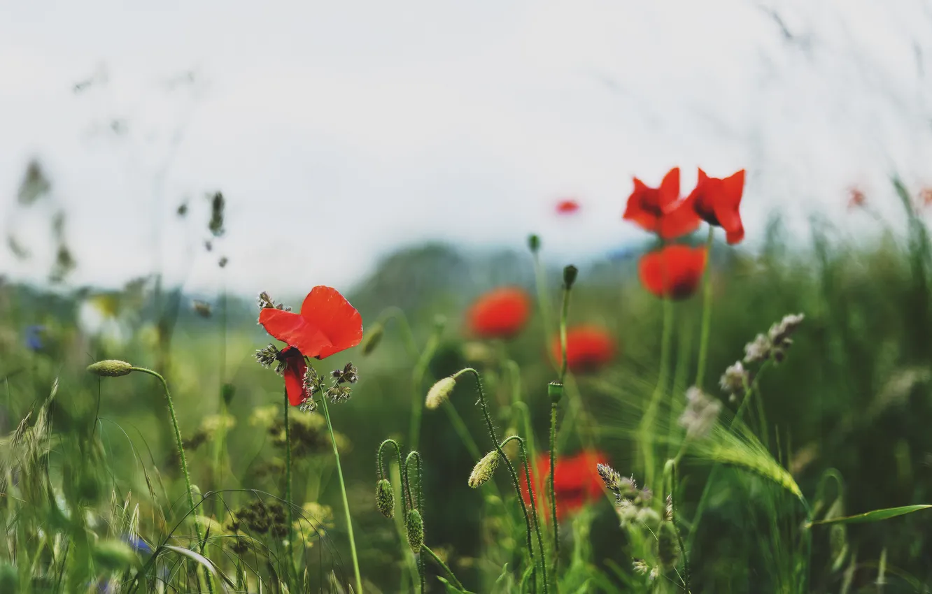 Photo wallpaper red, Maki, flowers grass