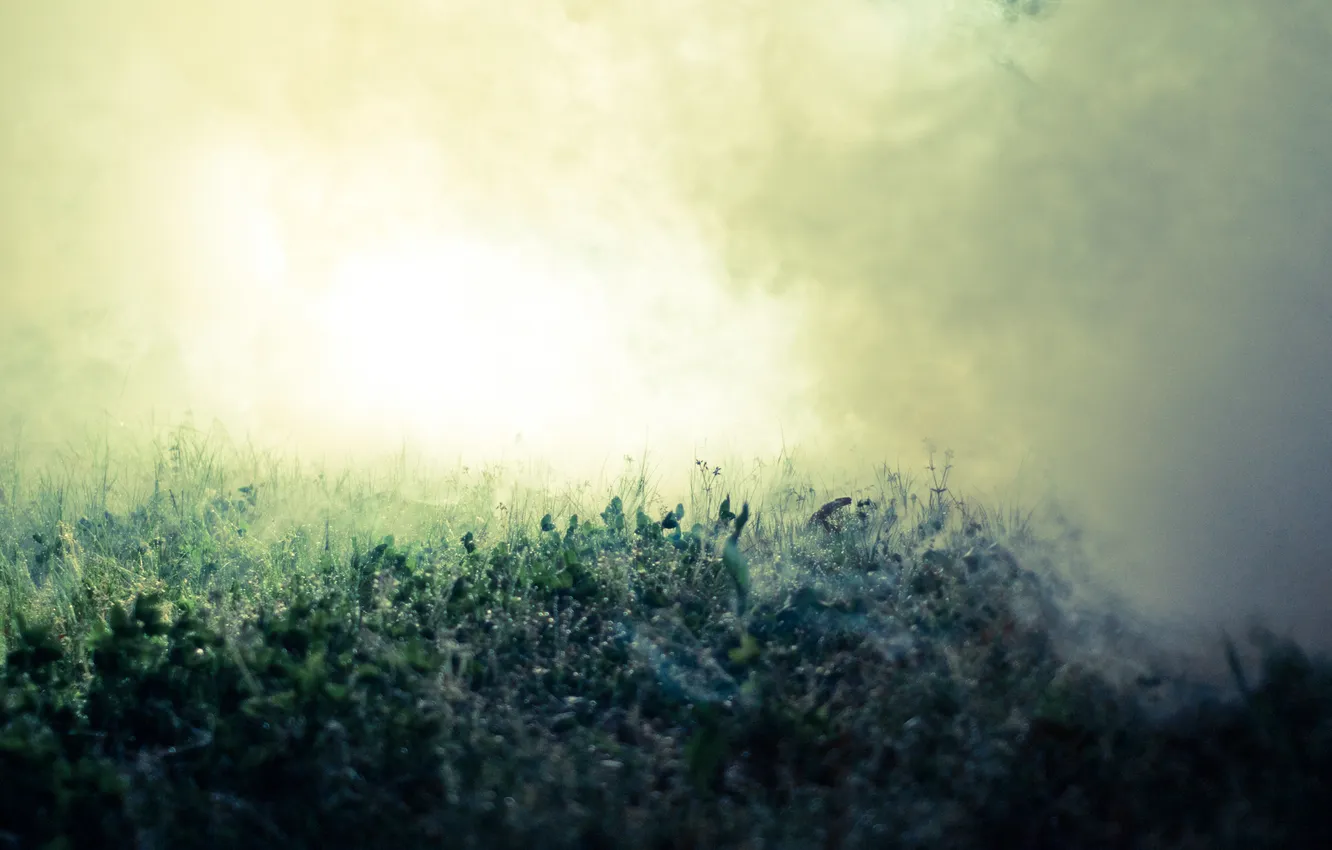 Photo wallpaper grass, macro, nature, fog, Rosa, grass, nature, macro