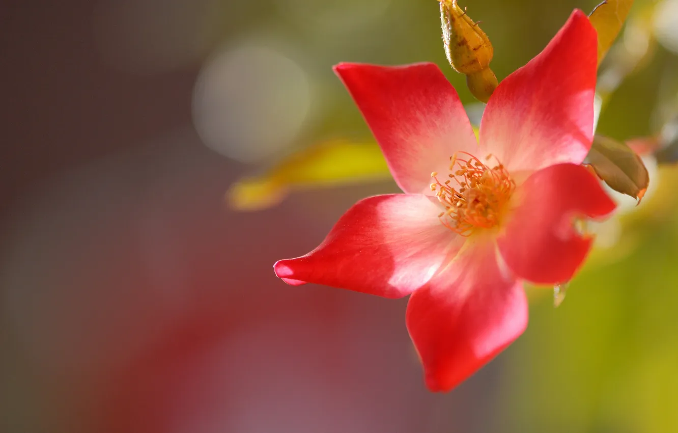 Photo wallpaper red, dawn, roses, buds, tea, Bikila