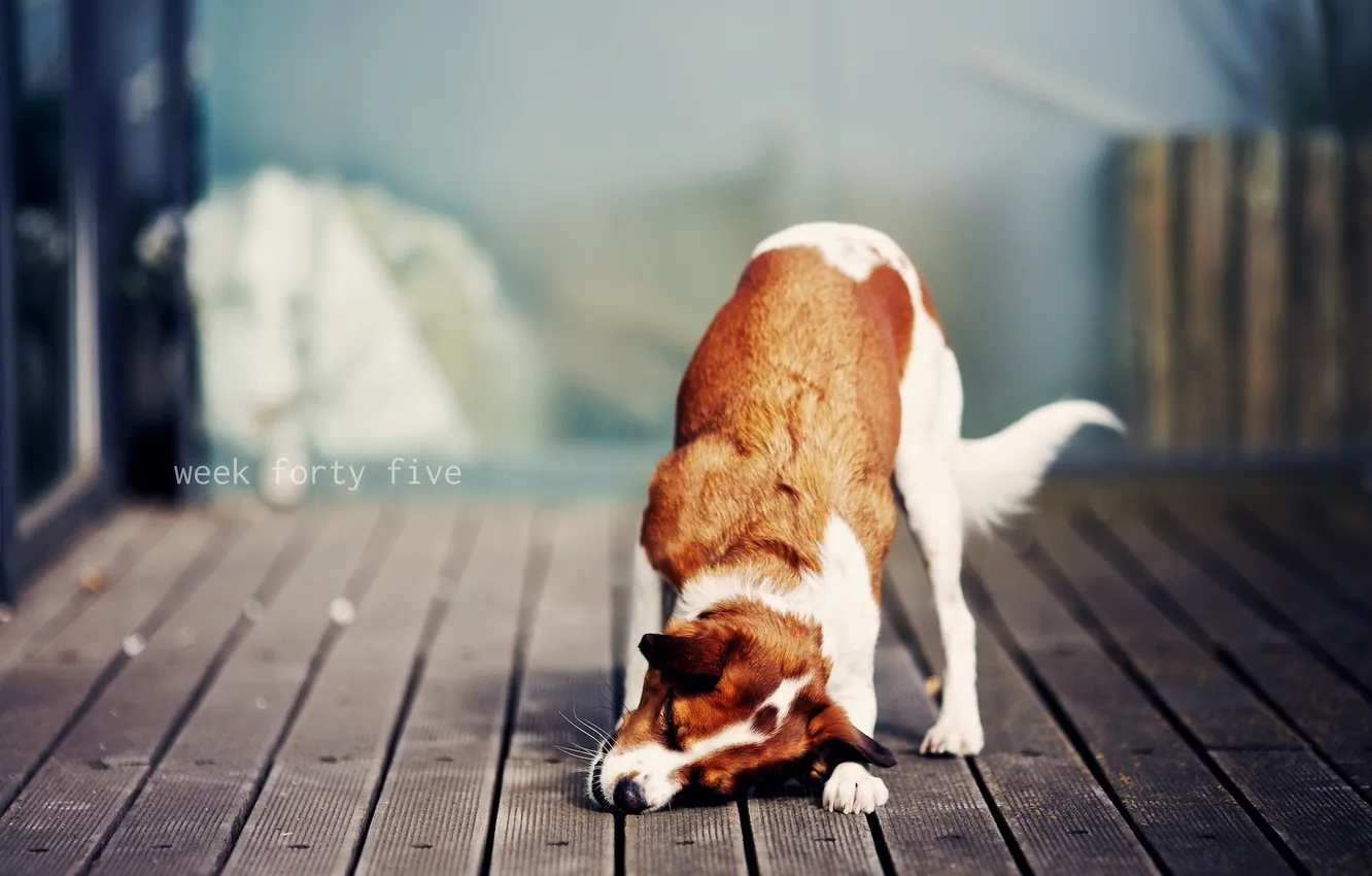 Photo wallpaper background, the game, dog