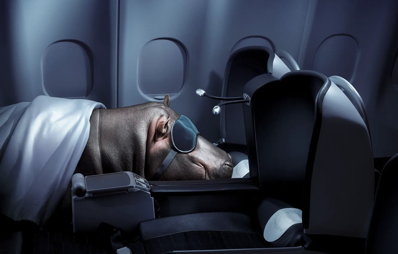 Photo wallpaper sleep, Hippo, flight
