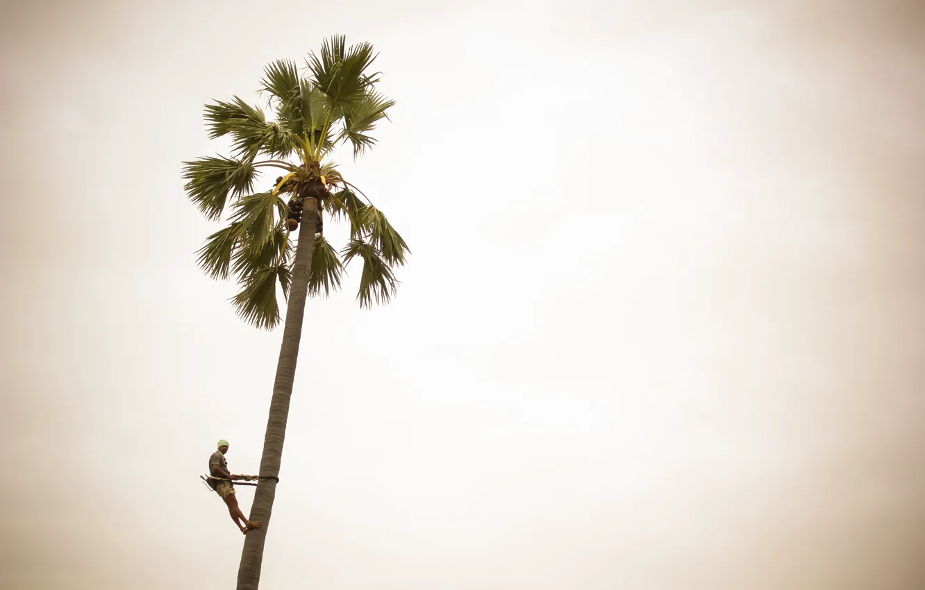 Photo wallpaper man, sunny, coconut palm