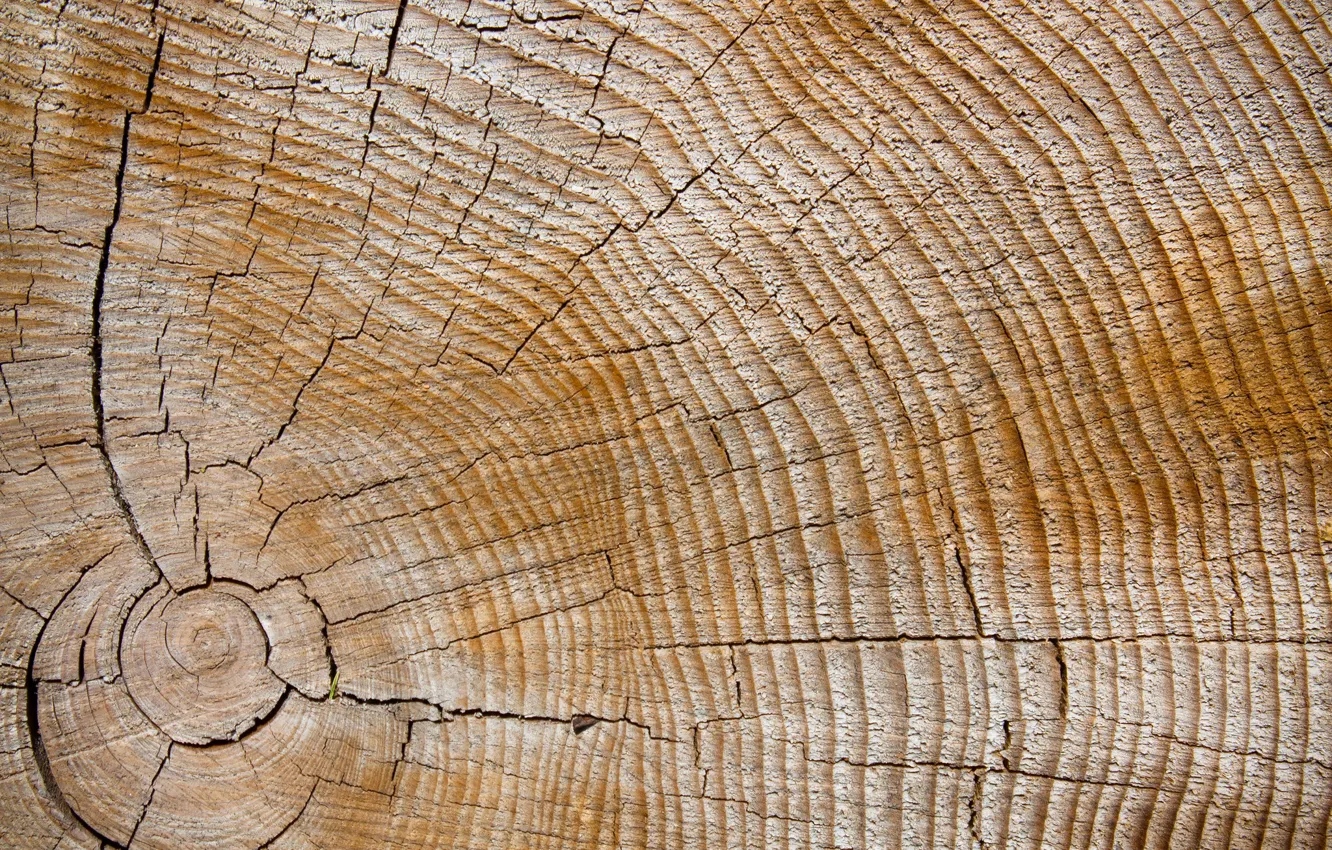 Photo wallpaper trees, cracked, texture, ring