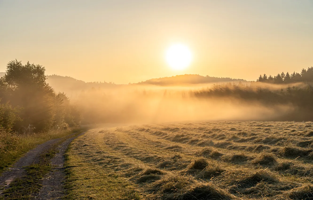 Photo wallpaper road, summer, fog