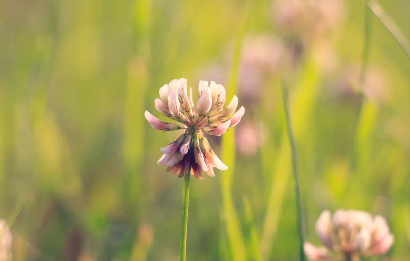 Photo wallpaper flower, meadow, blooming