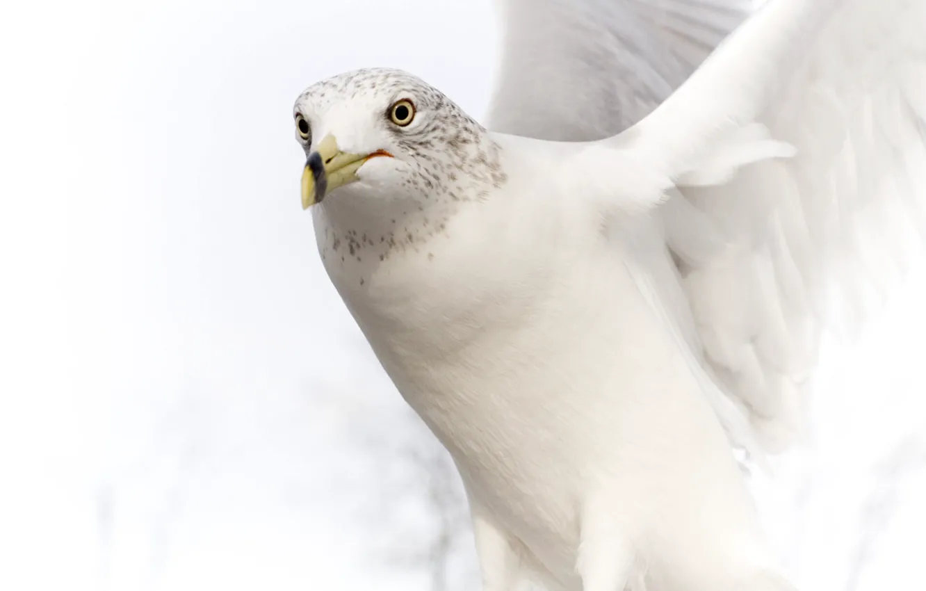 Photo wallpaper white, dove, wings, beak, stroke
