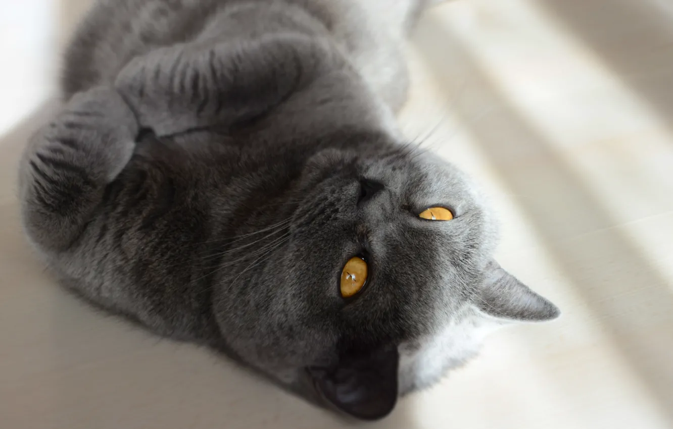 Photo wallpaper cat, haze, British