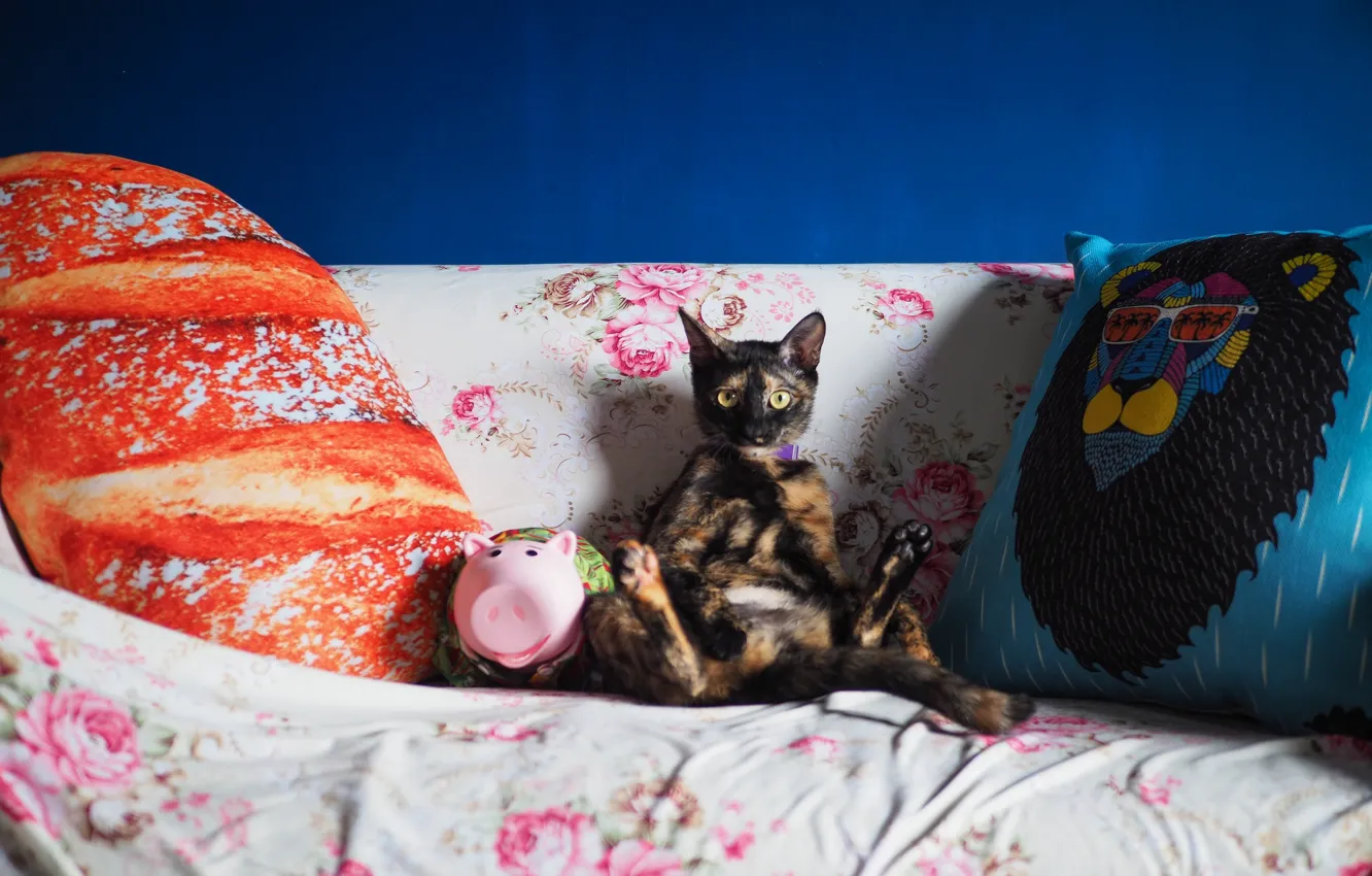 Photo wallpaper cat, look, sofa, stay, legs, pillow