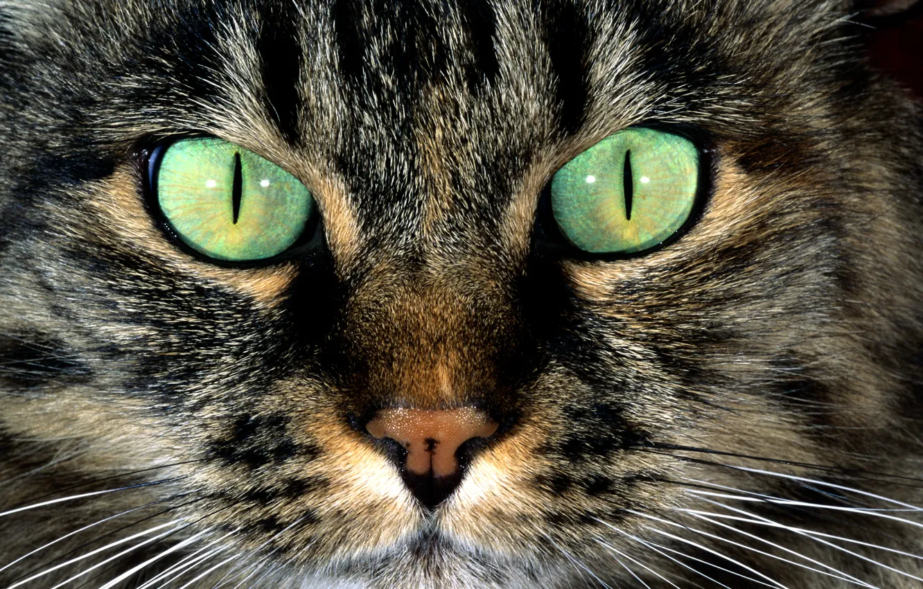 Photo wallpaper cat, eyes, cat, mustache, face, green, wool, nose