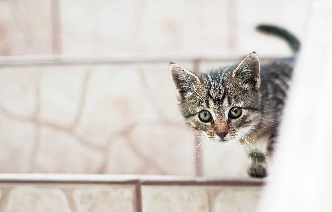 Photo wallpaper cat, kitty, Peeps