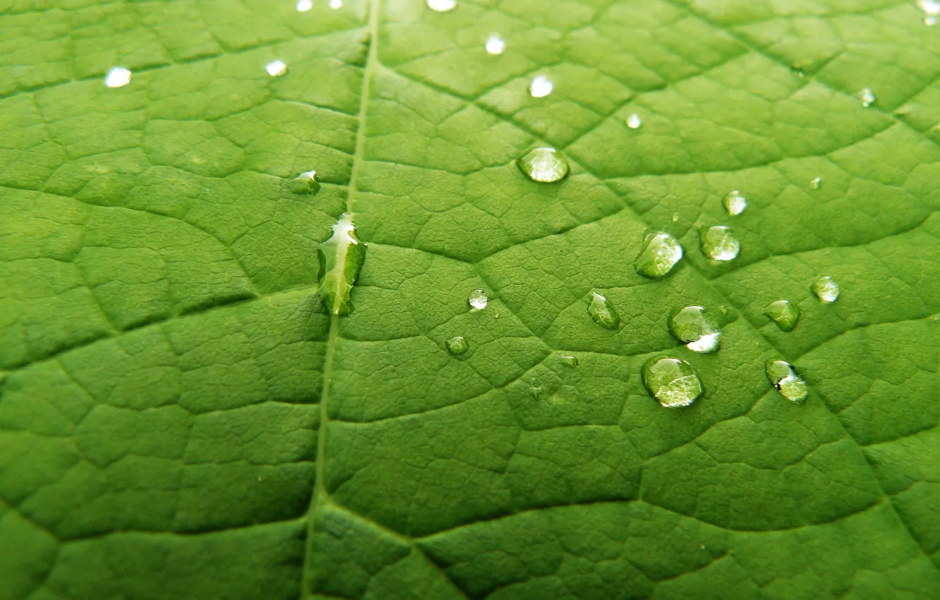 Photo wallpaper leaves, drops, Leaf it Green