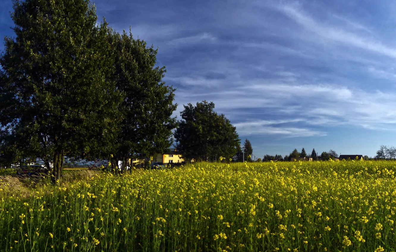 Photo wallpaper field, summer, the sky, clouds, trees, rape