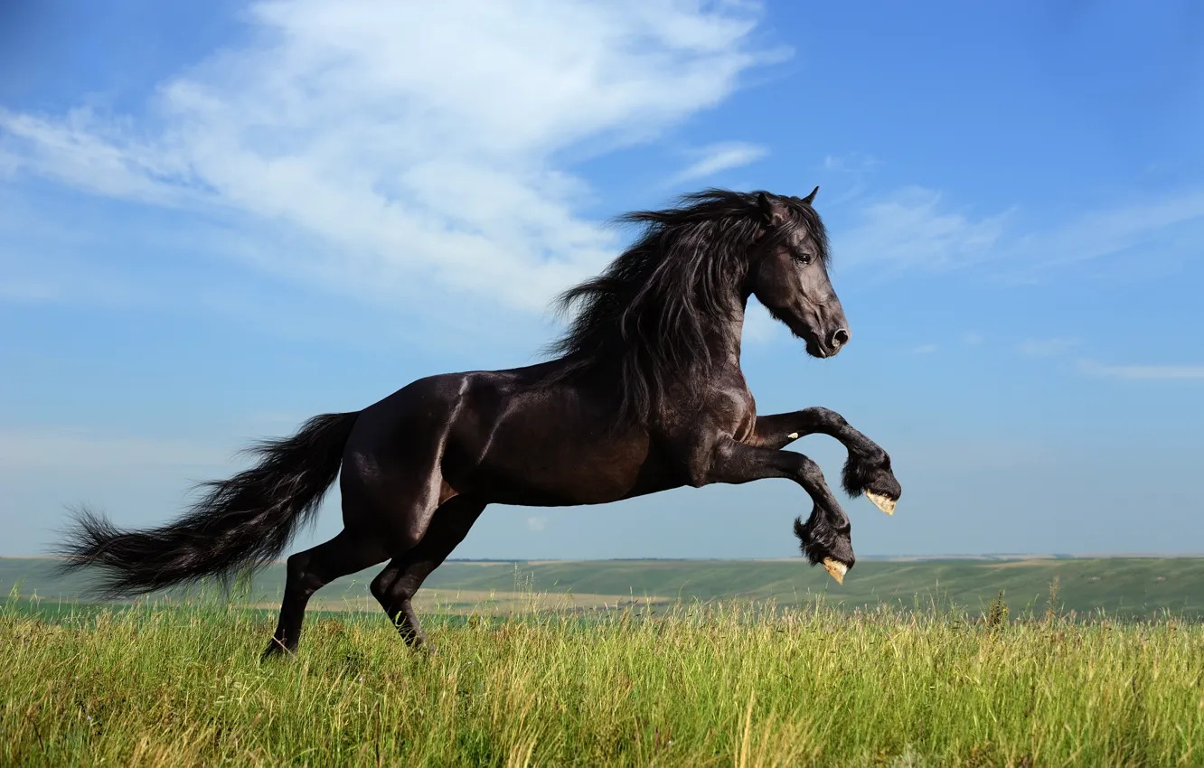 Photo wallpaper grass, freedom, clouds, horse, mane