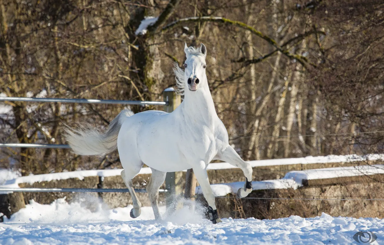 Photo wallpaper white, pose, horse, horse, power, grace, posing, (с) Oliver Seitz