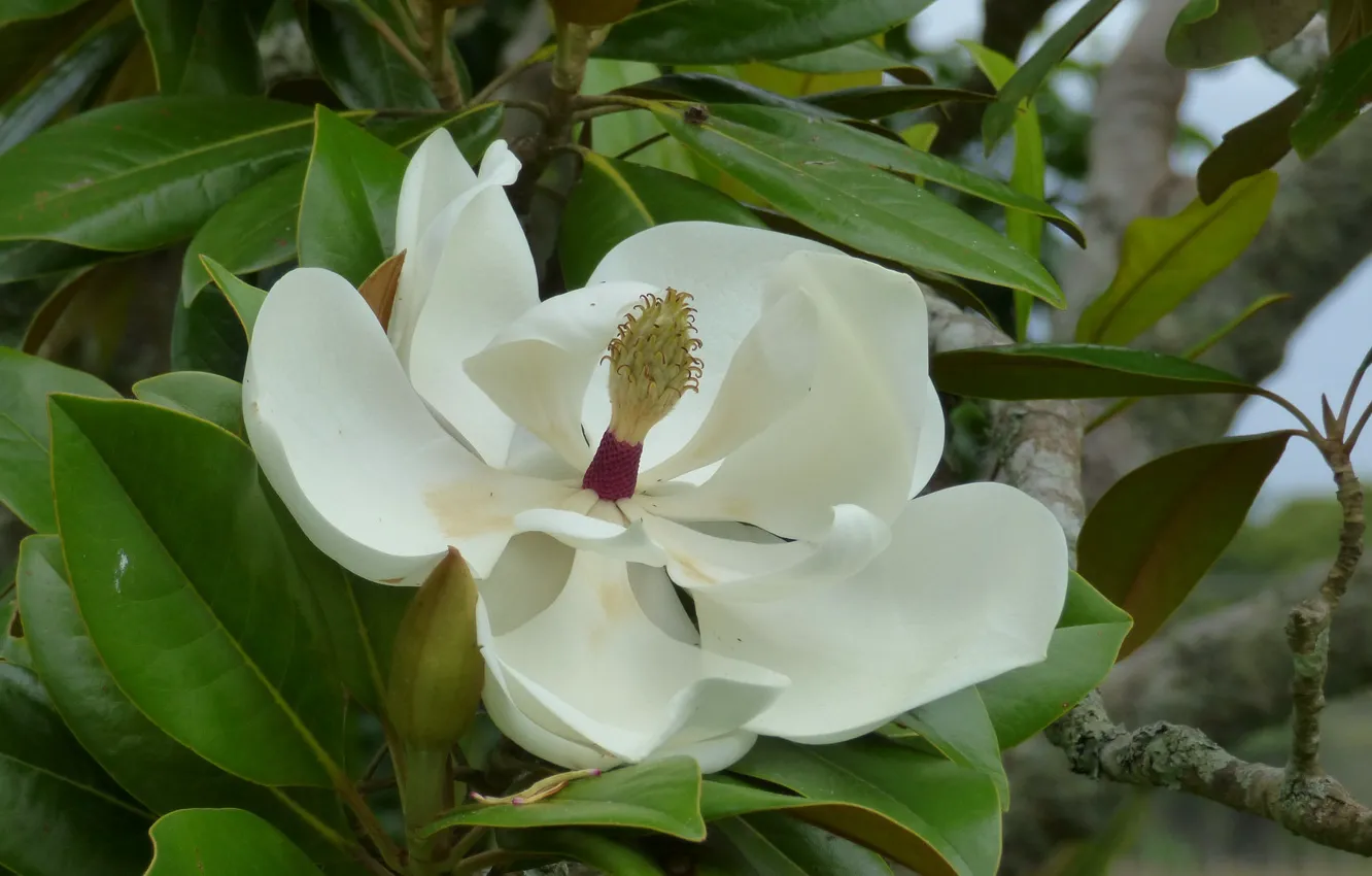 Photo wallpaper white, macro, Magnolia