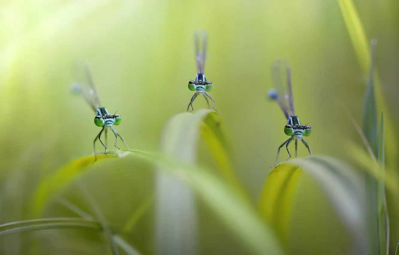 Photo wallpaper grass, look, macro, dragonfly, insect, trio, green background, a blade of grass