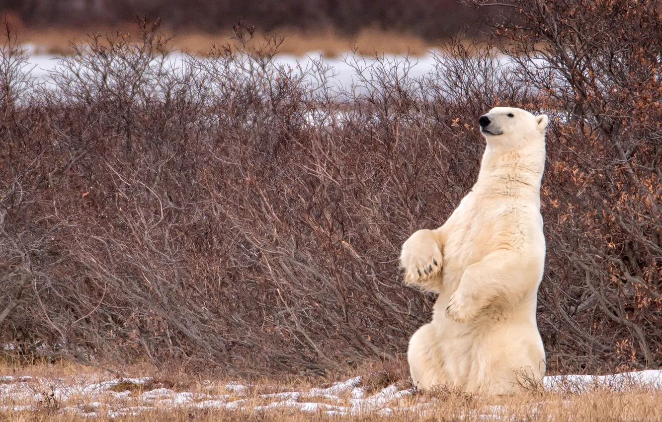 Photo wallpaper bear, Canada, Canada, polar bear, the bushes, stand, polar bear, Manitoba