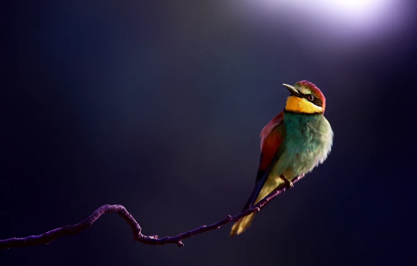 Photo wallpaper macro, background, bird, branch, Golden bee-eater, peeled