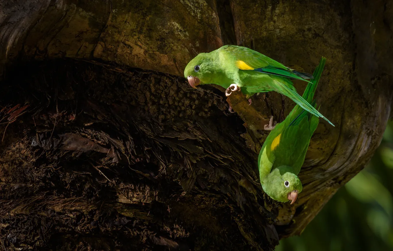 Photo wallpaper trees, green, the dark background, bird, two, parrot, pair, Parrot