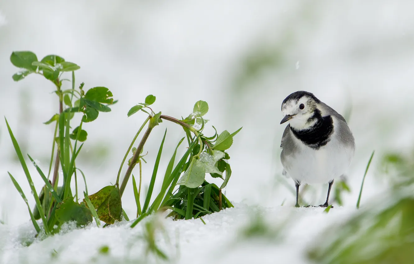 Photo wallpaper greens, snow, bird, plant, spring, bokeh, early spring, white wagtail
