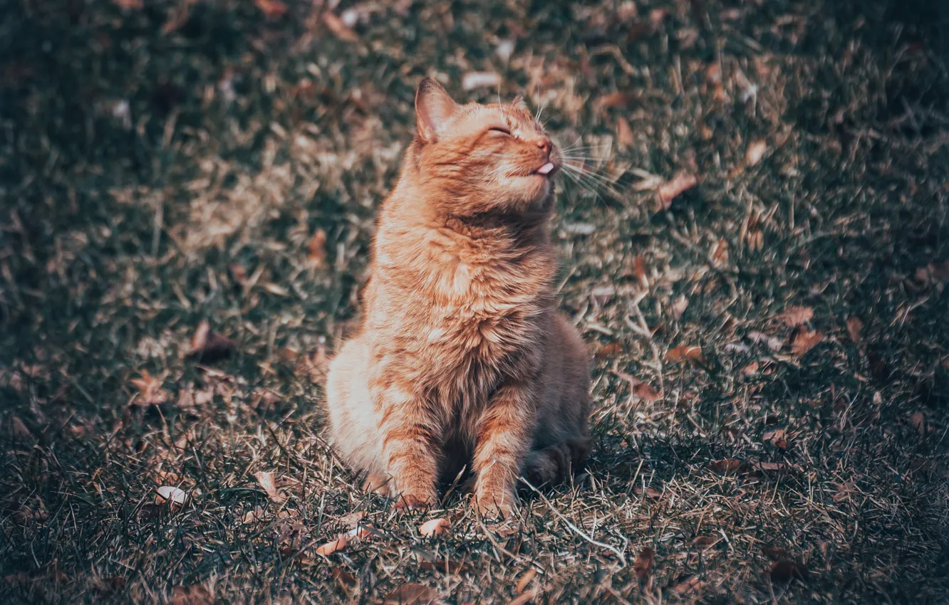 Photo wallpaper language, cat, Kote, happy, red cat, cat