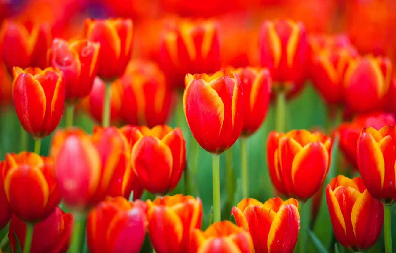 Photo wallpaper spring, petals, meadow, tulips