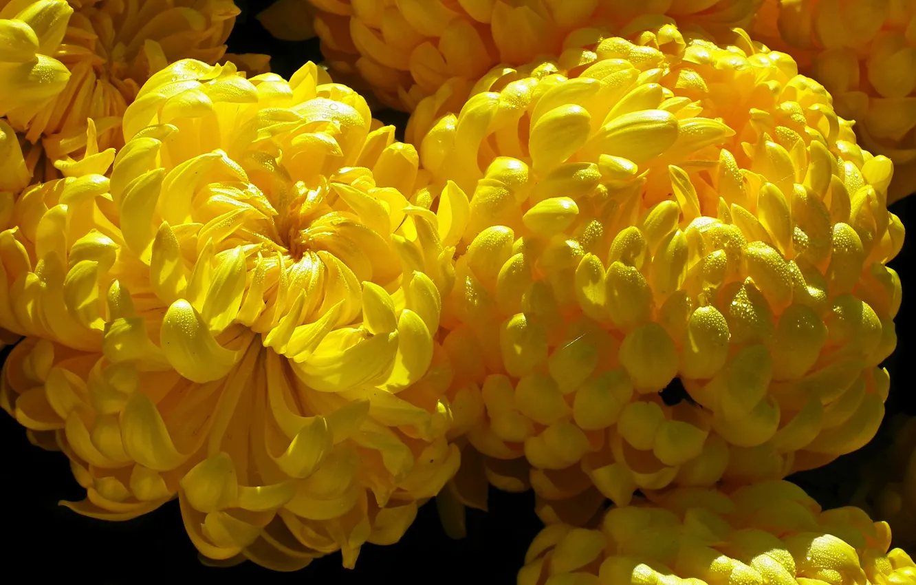 Photo wallpaper drops, macro, light, flowers, yellow, bouquet, petals, Duo