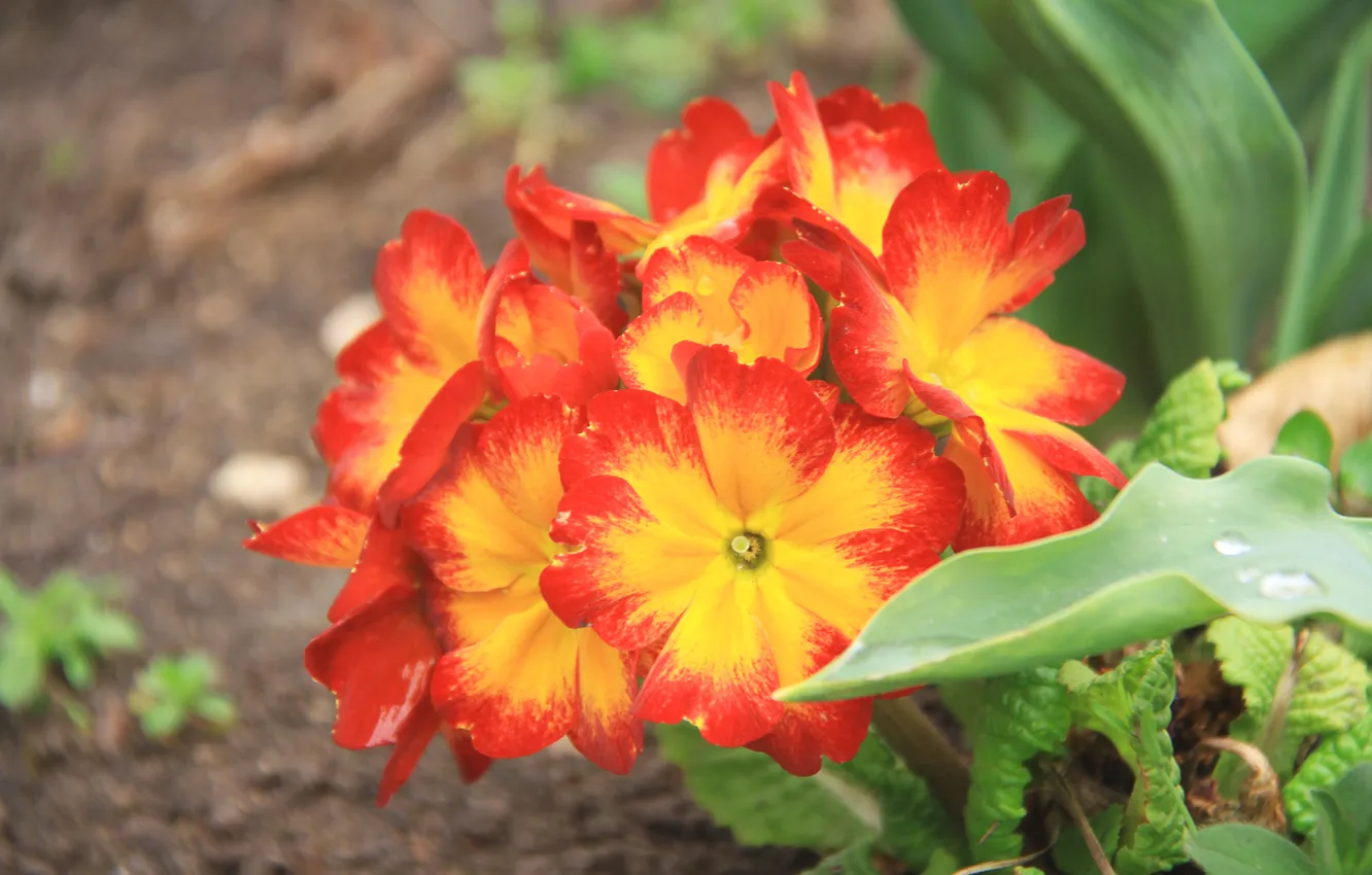 Photo wallpaper leaves, flowers, orange, bright, spring, garden, flowerbed, bushes
