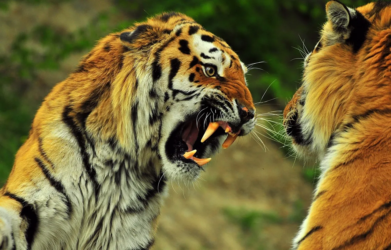 Photo wallpaper look, open mouth, teeth, Two tigers
