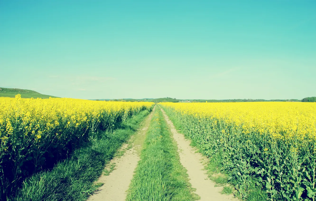 Photo wallpaper road, field, the sky, flowers