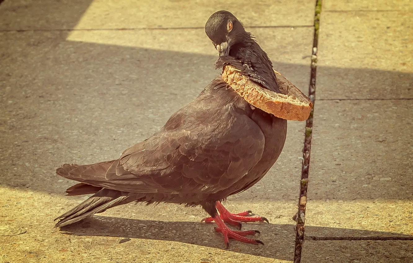 Photo wallpaper bird, the situation, pigeons, bread crust