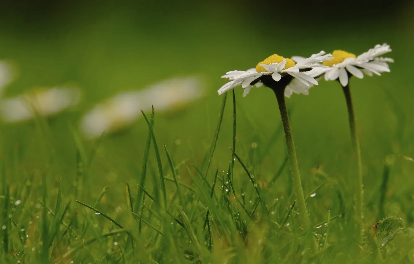 Photo wallpaper grass, drops, macro, chamomile