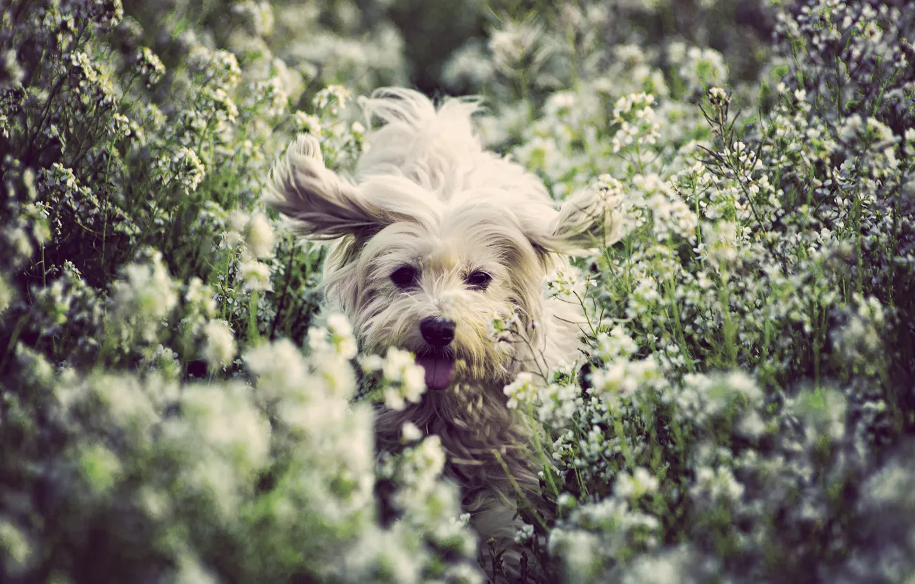 Photo wallpaper field, eyes, flowers, the way, dog