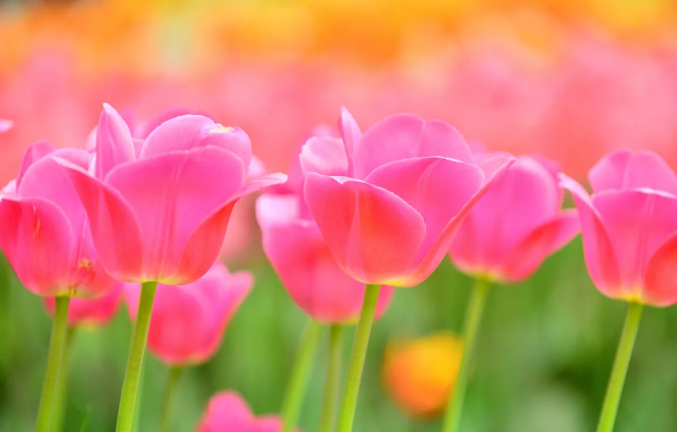 Photo wallpaper nature, petals, garden, meadow, tulips