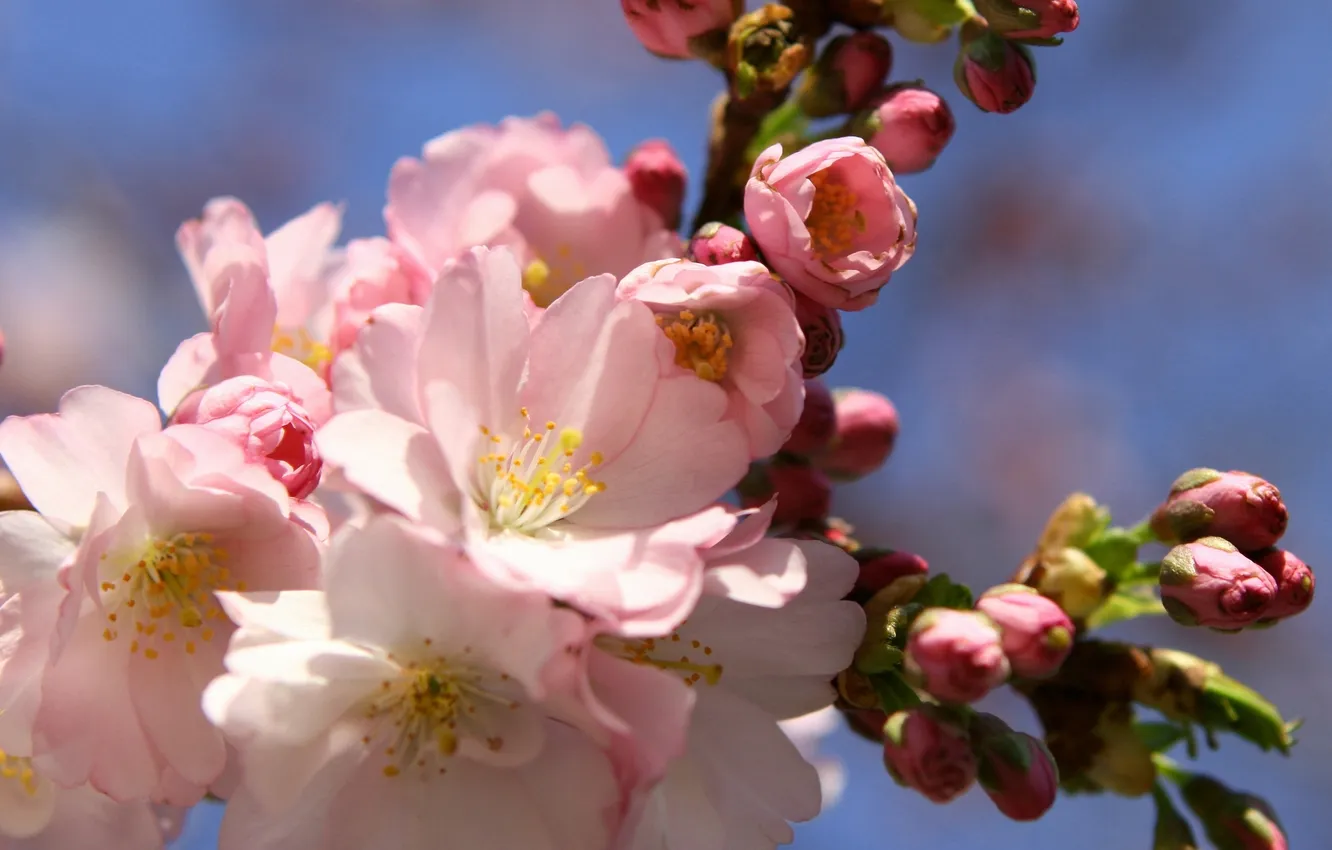 Photo wallpaper flowers, branch, spring, Sakura, pink, buds, flowering