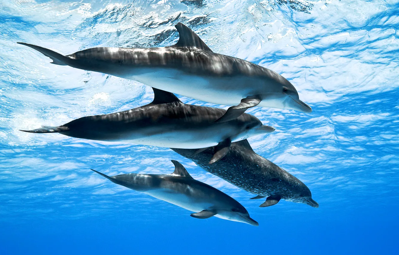 Photo wallpaper sea, water, the ocean, pack, dolphins